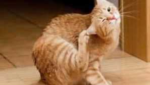 Kočka je neustále svědění: co dělat, v bolení, vlny vypadne, olizuje